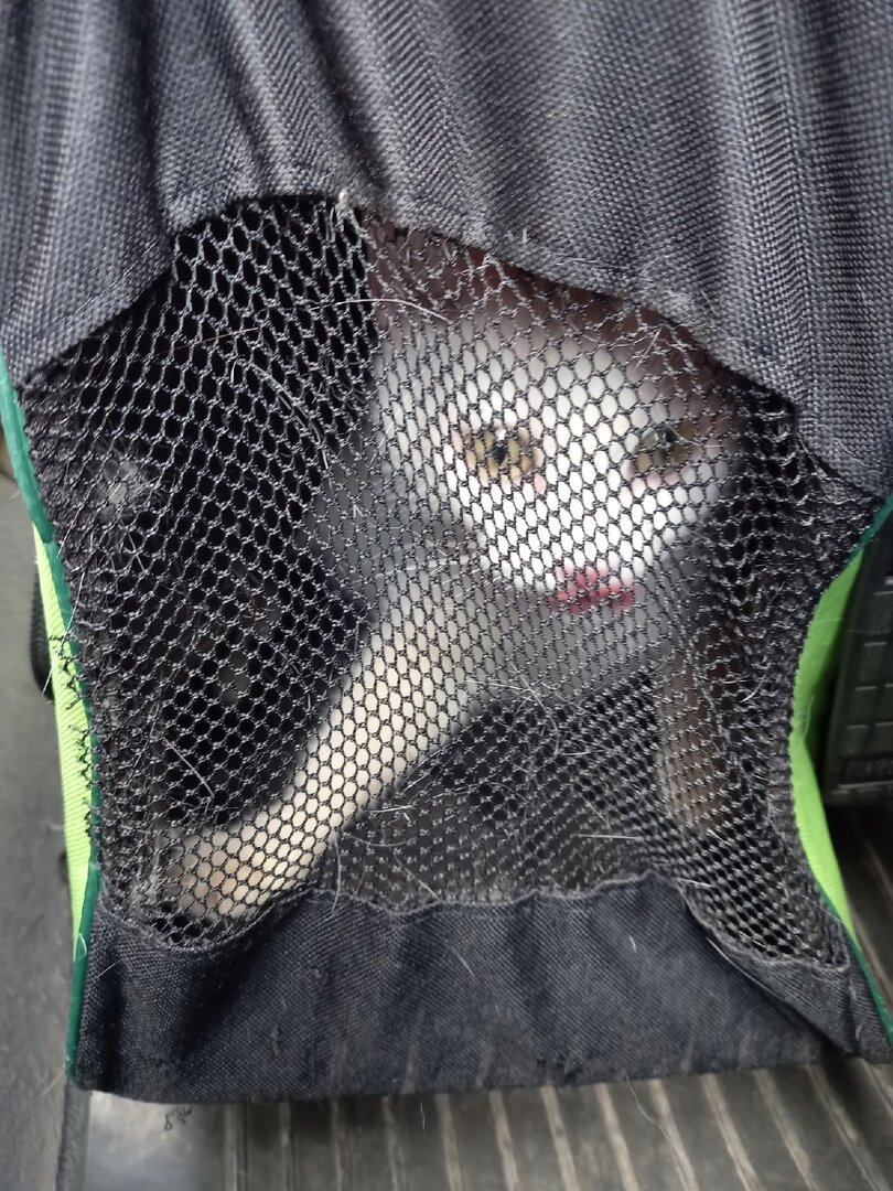 Это Муся и она едет на стерилизацию