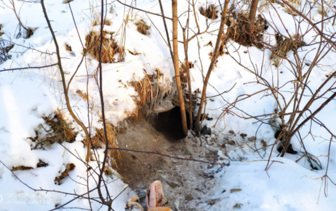 Каждый из нас попытался рукой достать пятого щенка из этой норы. Но нора была такая глубокая, что мы даже не дотягивались до щенка