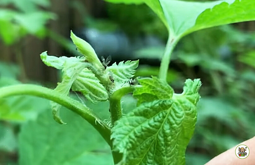 Тля на смородине