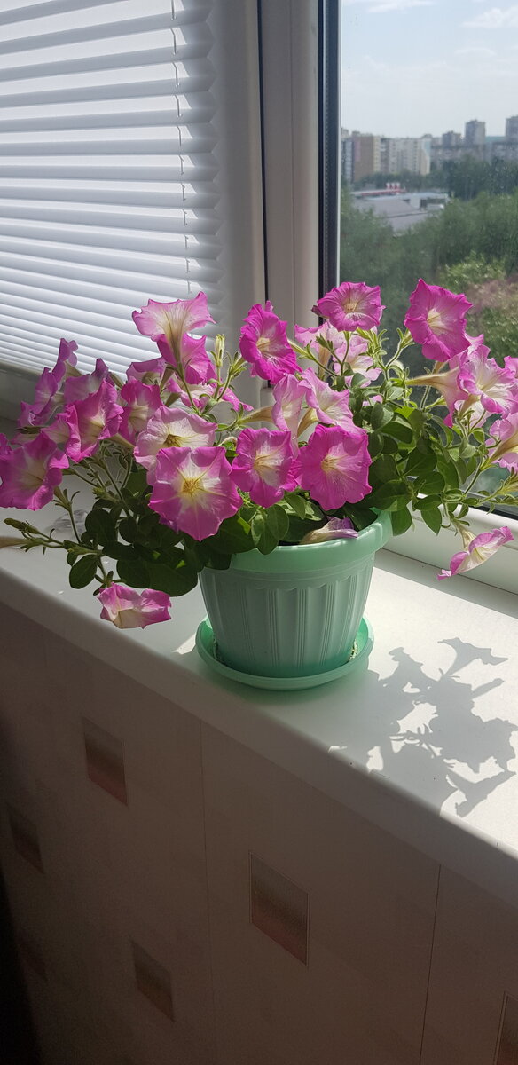 петуния водопадия на балконе