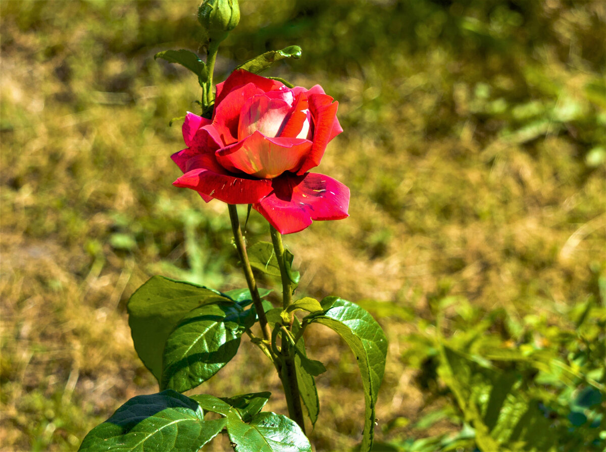 Личное фото автора