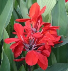 цветущие канны