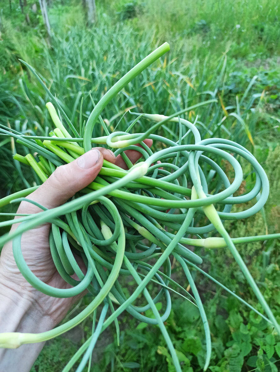 Пучок стрел