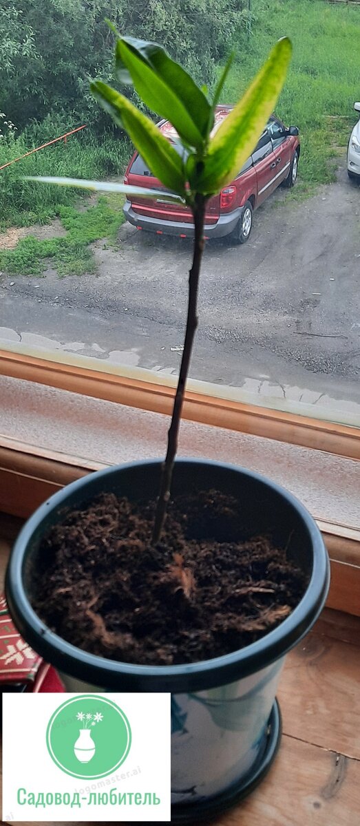 Выживший Кротон.