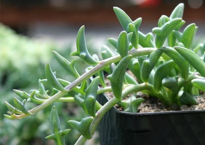 Суккуленты-дельфины 