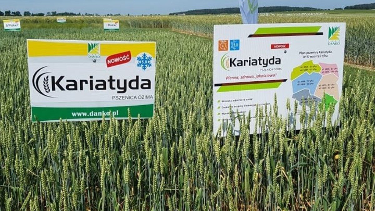 Фото:www.agropolska.pl Озимая пшеница класса А Kariatyda.