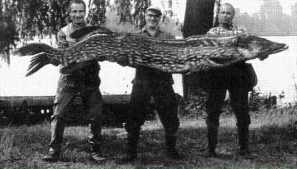 Самая большая щука пойманная на волге