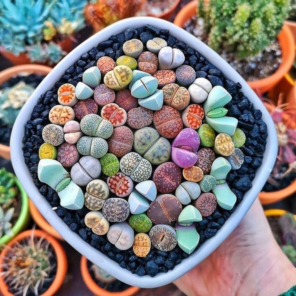 Разные види литопсов(живых камней) 