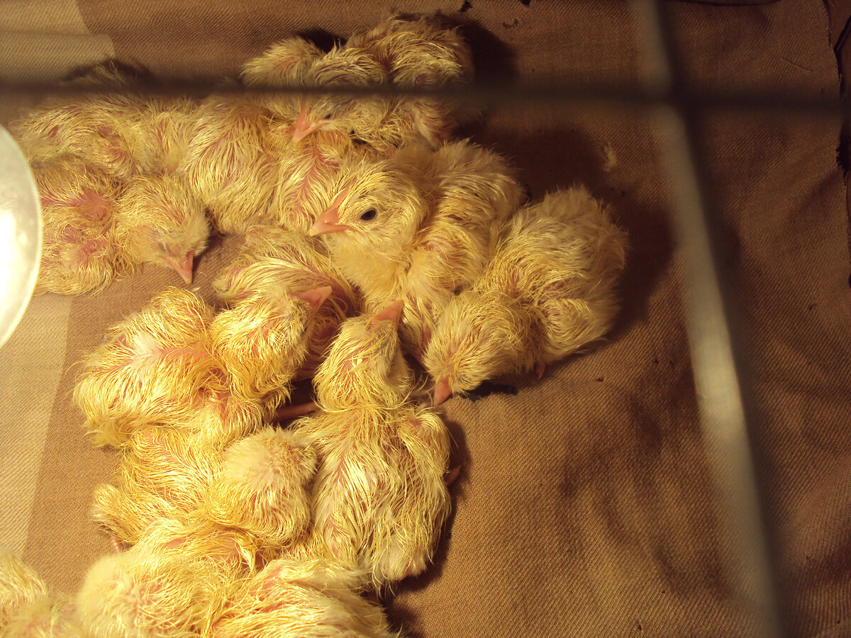 Вот они мокренькие, страшненькие