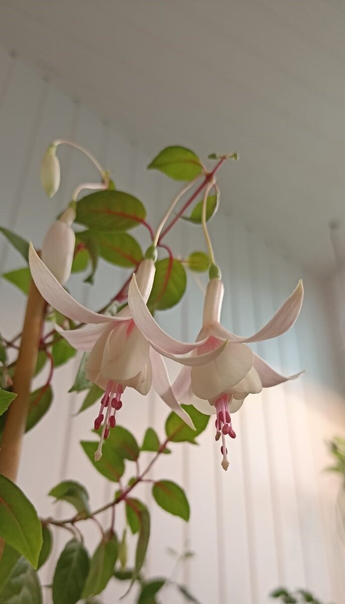 Фуксия Annabel