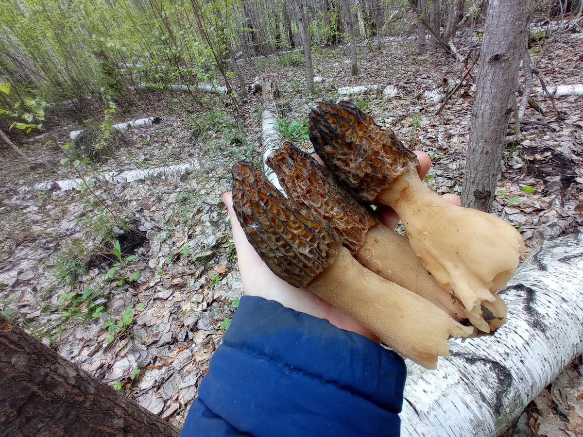 Огромные грибищи 🤪, надеюсь не мутанты 🤔... 