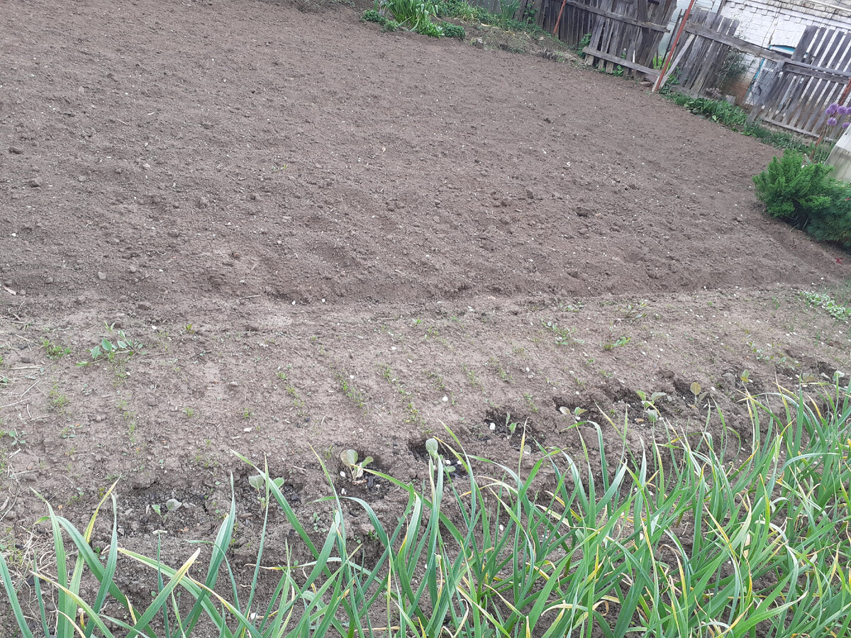 Картофельное "поле". Фото автора