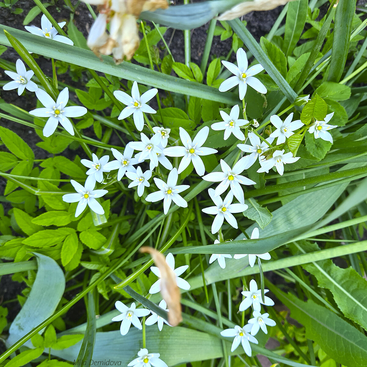 птицемлечник зонтичный