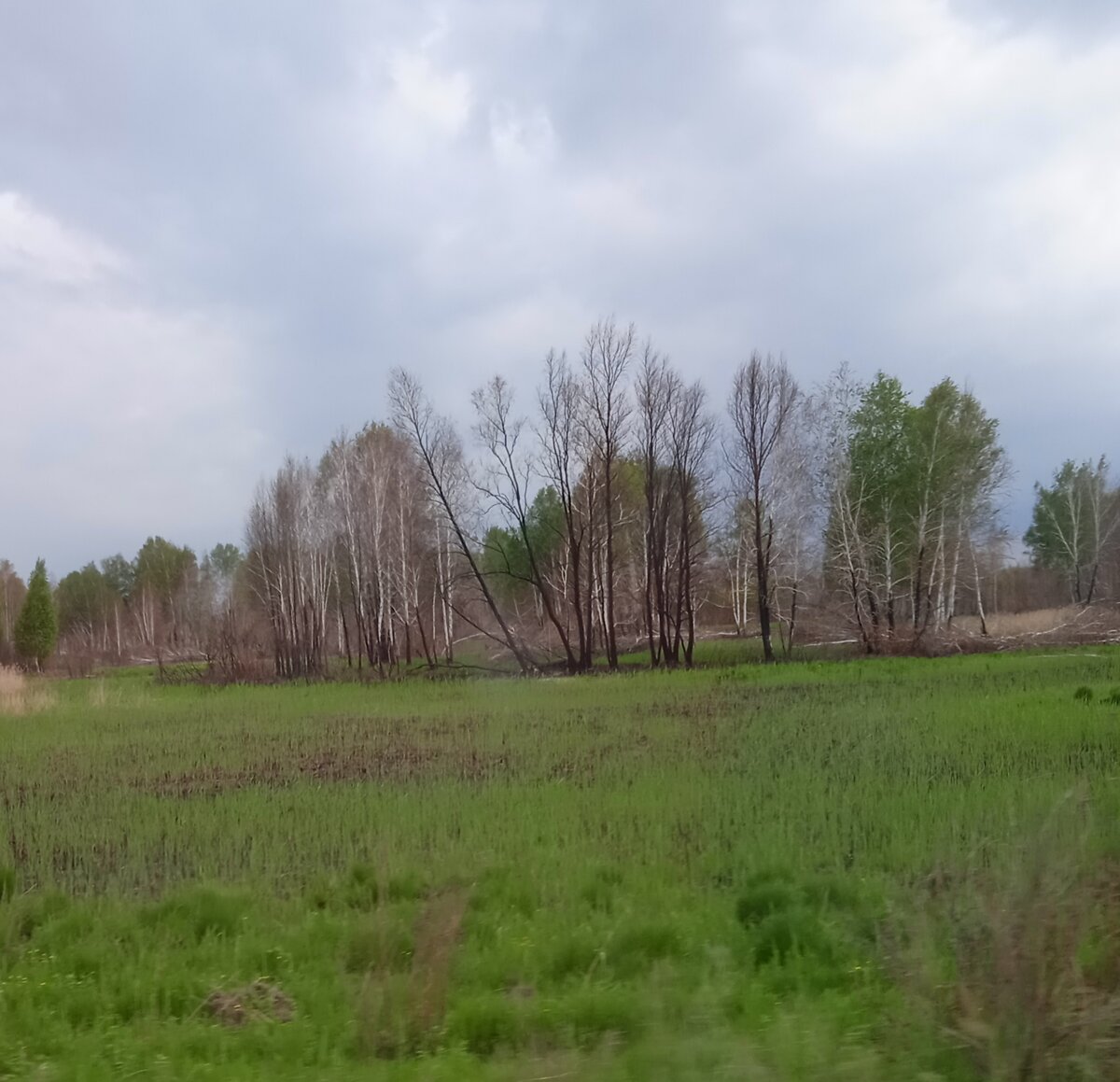 Сгоревший лес. 