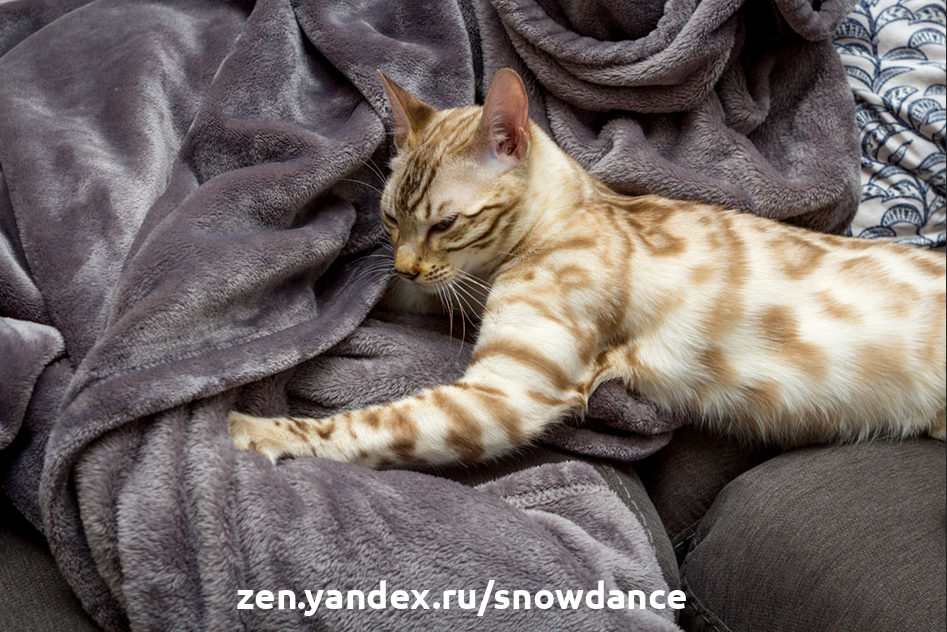 4 главных причины почему кошки мнут лапами одеяло