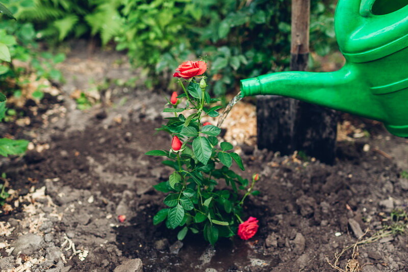 Как ухаживать за розами: частота полива и полезные советы