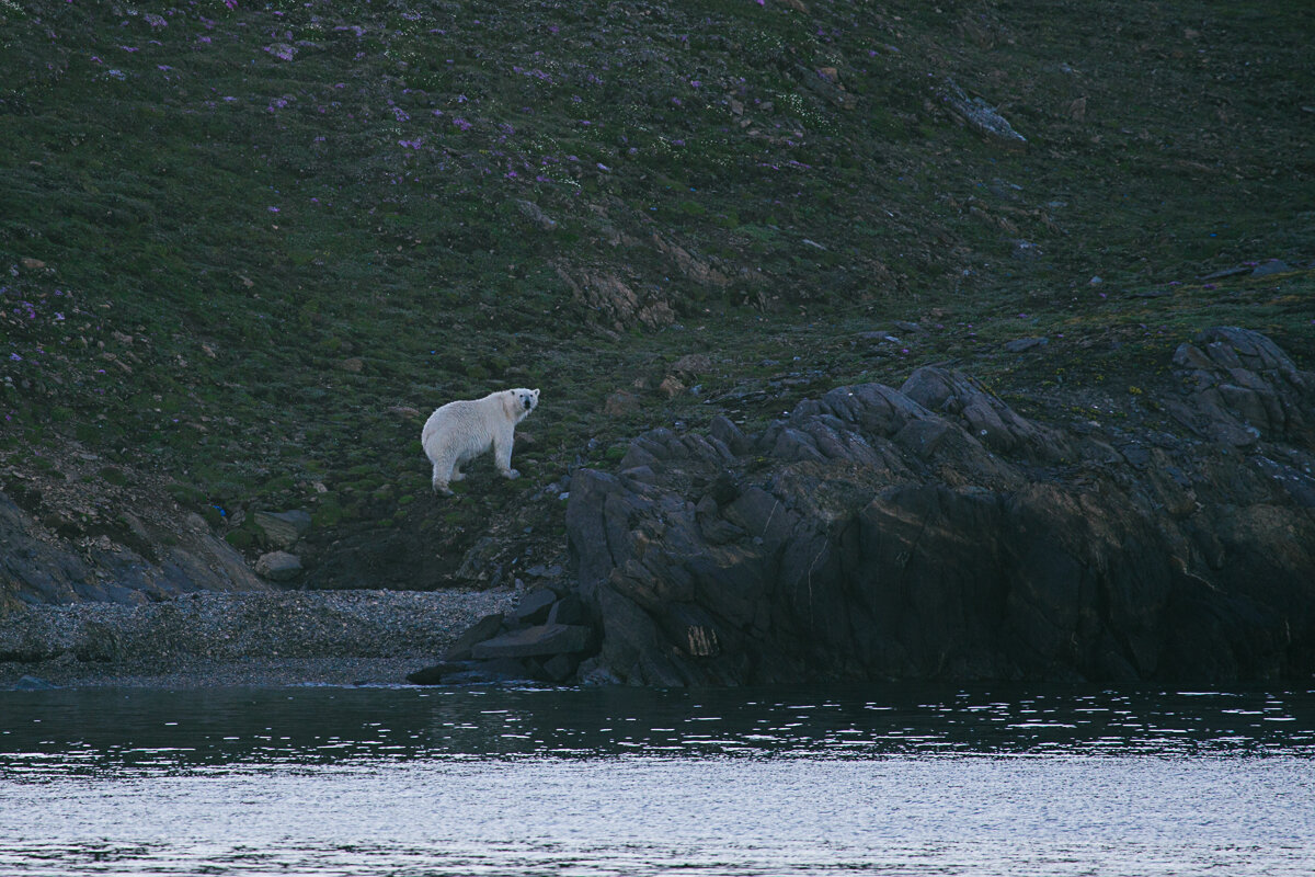 Белый медведь на архипелаге Новая Земля. Фото: Кирилл Тихонов