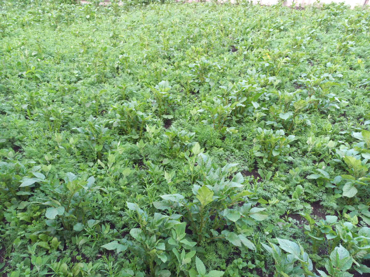 думаете, это в жизни не полотый заброшенный огород? как бы не так - прополка каждый день