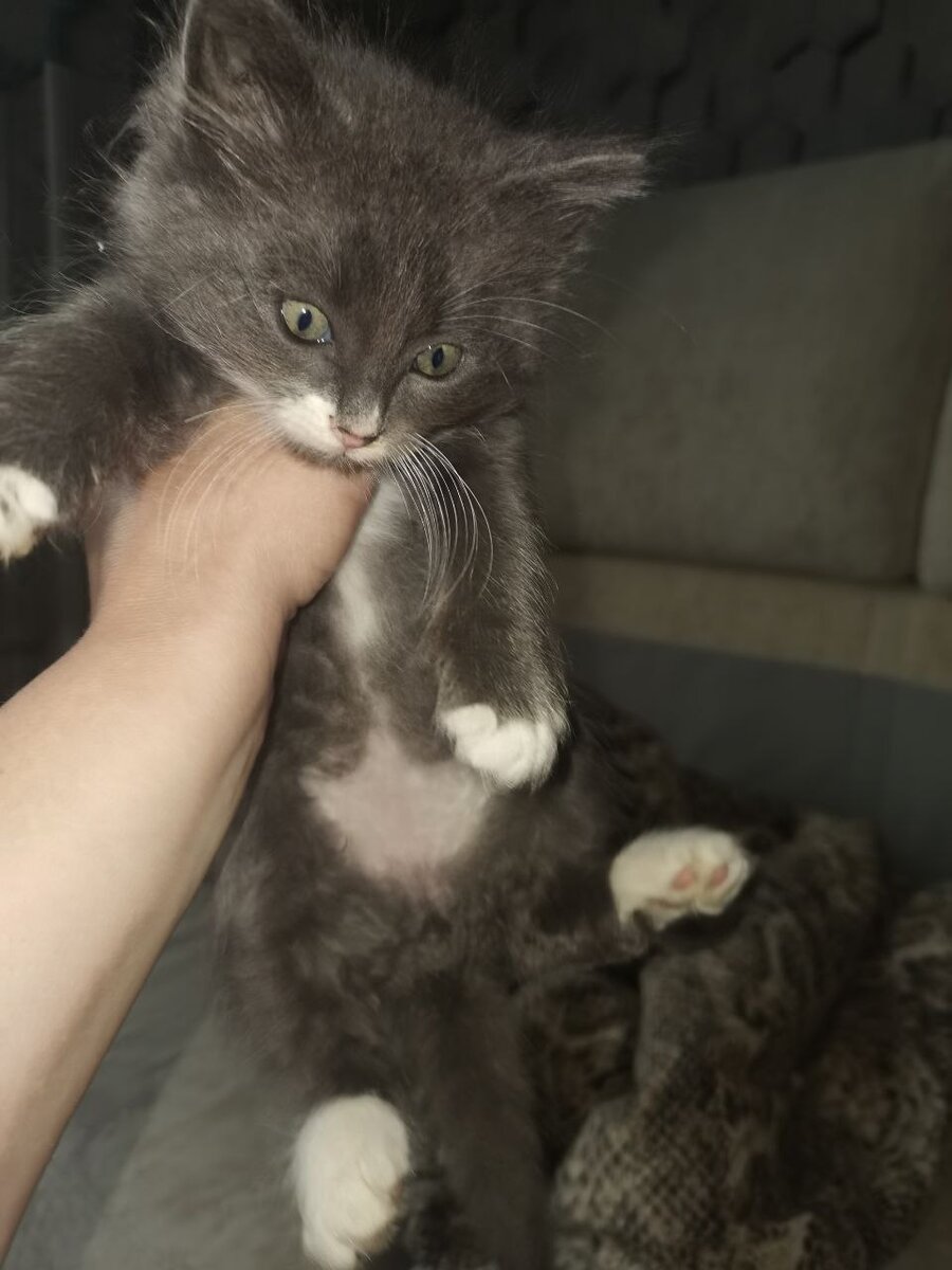 А вот и я! Встречайте свое чучело-мяучело!