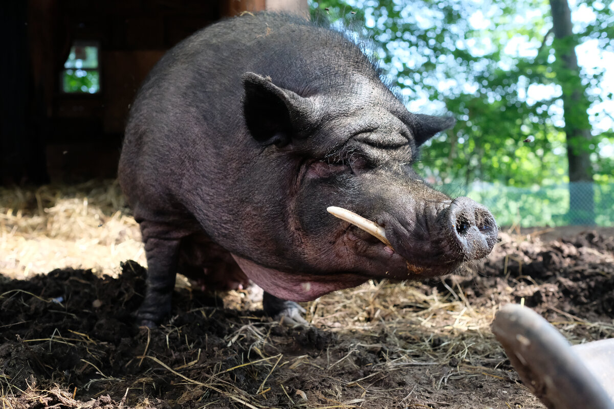 Хороший такой поросёнок