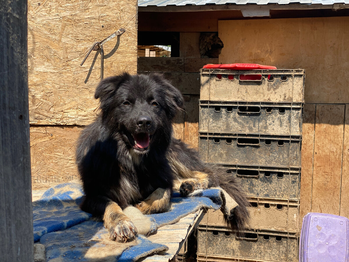 Чапик из «Надиного Ковчега»