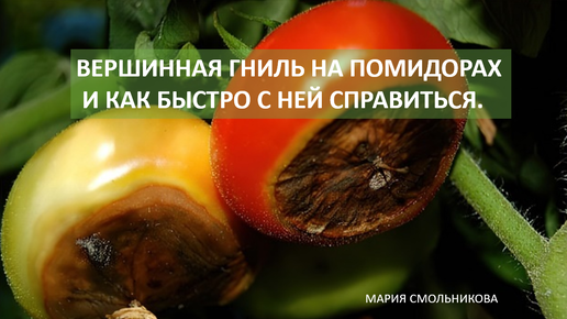 Вершинная гниль чем опрыскать. Вершинная гниль томатов и перцев. Вершинная гниль на помидорах. Вершинная гниль томатов фото. Болезнь помидор вершинная гниль.