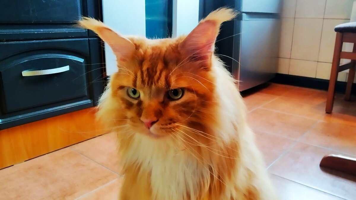 Мейн кун Степа.