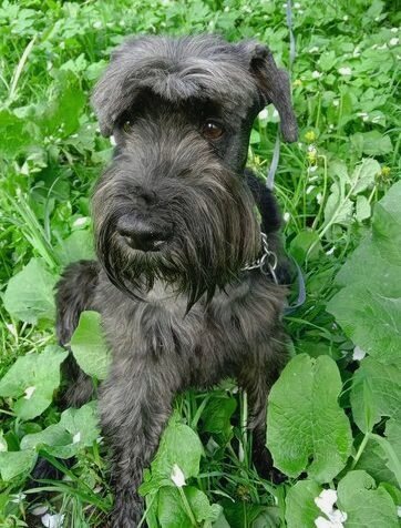 Шуберт в летних лопушках после стрижки