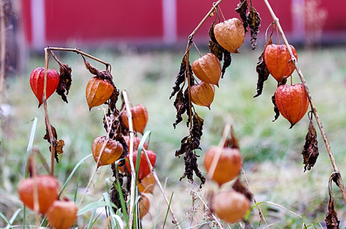    В Новосибирске похолодает до +2 градусов днём на следующей неделе