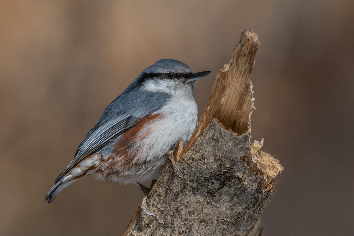 Поползень сидит на веточке