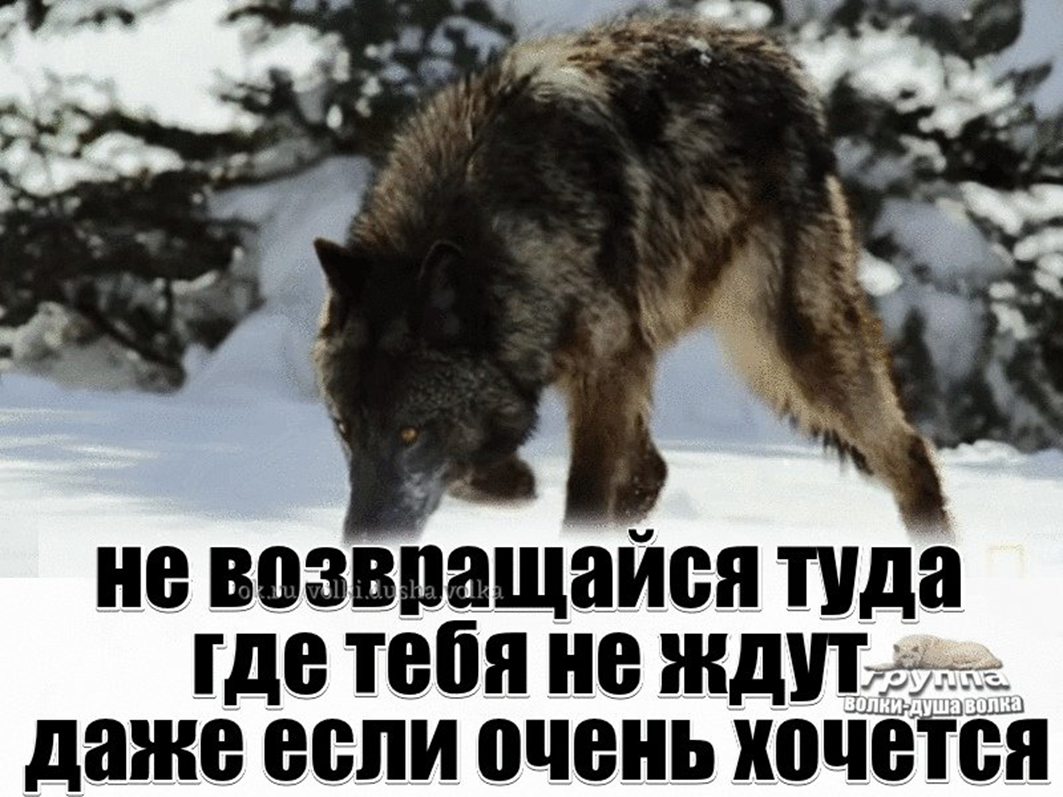 Поставь ничего. Волк терпит. Волк вернулся. Цитаты из Бегущая с волками. Туда где ждут хочется возвращаться.