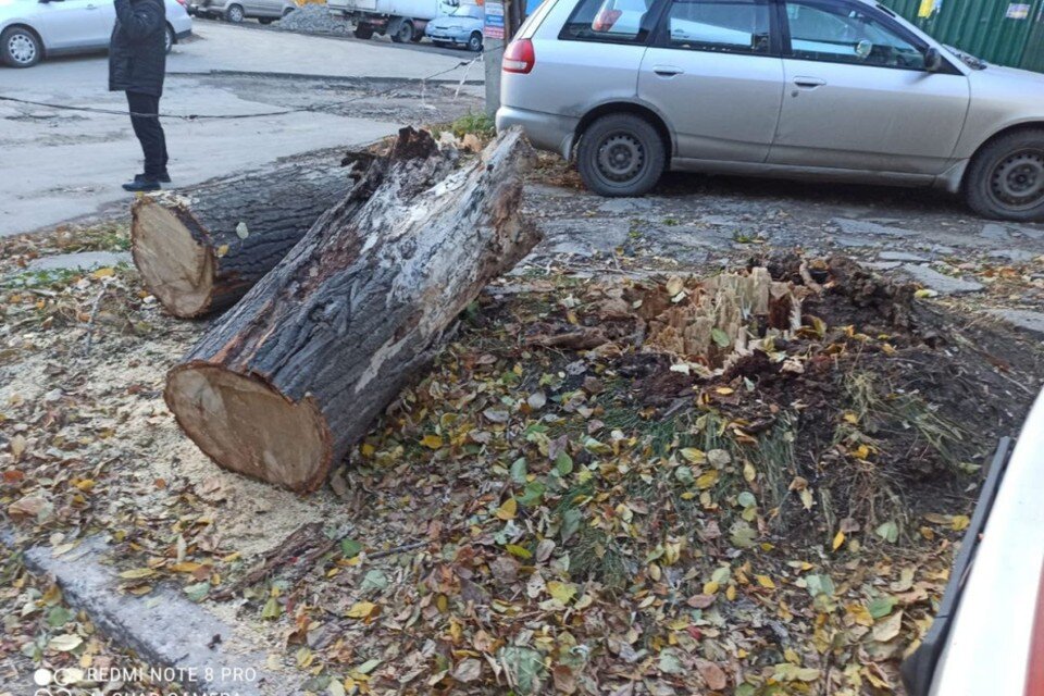     Разбушевавшийся ветер в очередной раз наломал дров  пресс-службы администрации Барнаула
