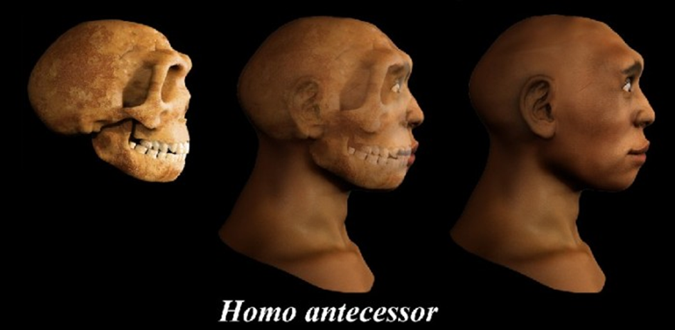 Homo locum ornat non. Человек Гейдельбергский homo. Человек-предшественник homo antecessor.