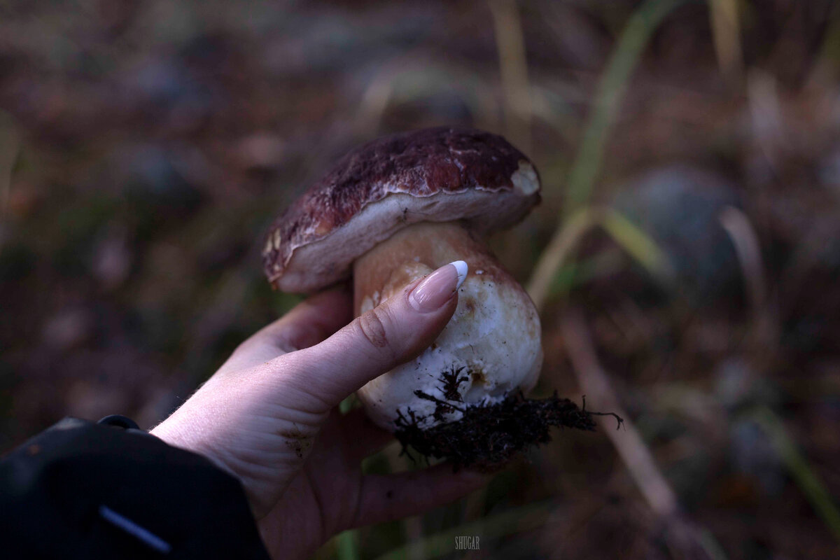 Мой первый боровик