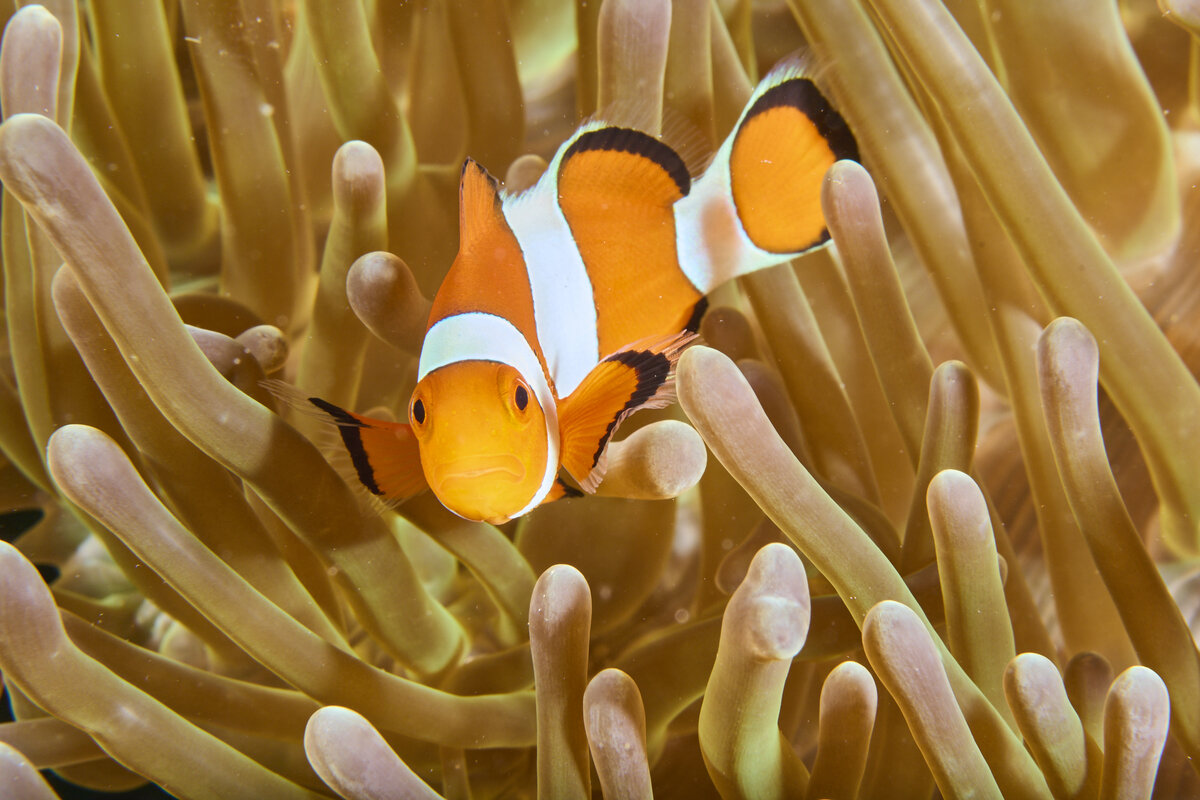 Рыба-клоун в окружении актиний, фотография пользователя Jean-Paul Cassez на сайте inaturalist (CC-BY-NC). Рыбы-клоуны вступают в симбиоз с актиниями - рыбки обеспечивают приток свежей воды к актиниям и очищают их от остатков пищи, а актинии, в свою очередь, защищают рыбок от хищников и дают им кров.