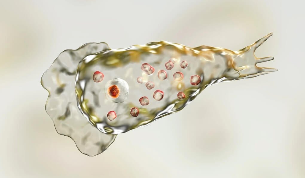    Паразит Неглерия Фоулера, о котором пойдет речь чуть ниже