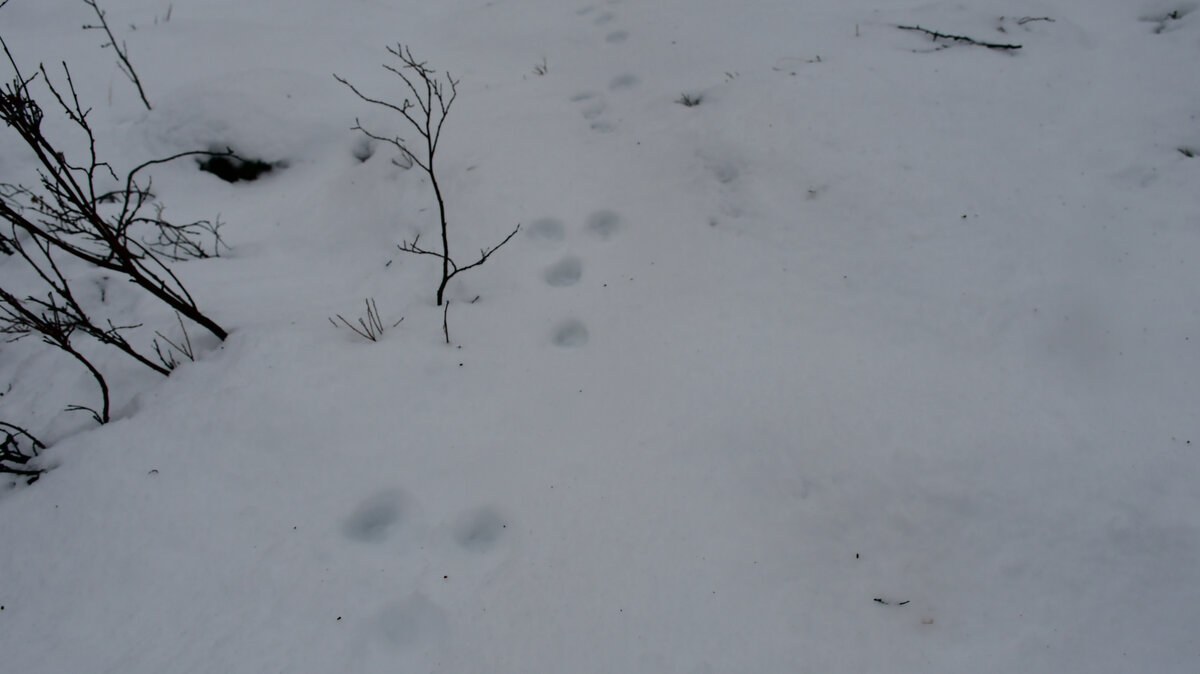 заяц пробегал