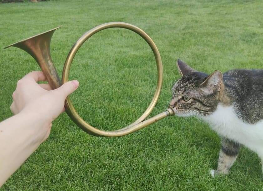 30 смешных фотографий с домашними животными