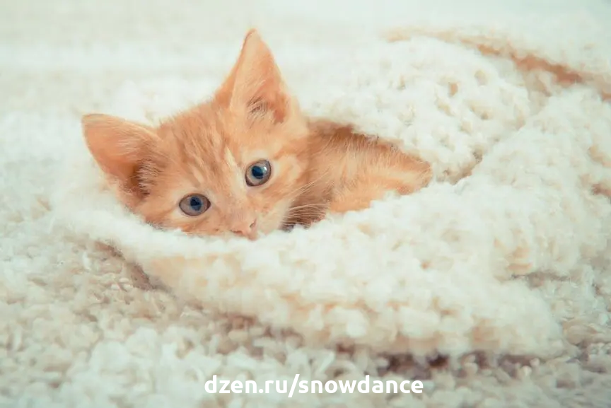 Носки для кошки и собаки cats&dogs купить в интернет-магазине Wildberries