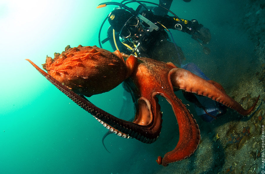 Осьминог черного моря