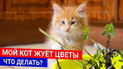 Мой кот жуёт цветы - что делать?