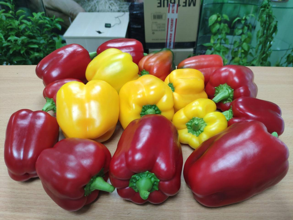 Воздушная подрезка корней - это следствие процесса взаимодействия кончика корня с воздухом.-6