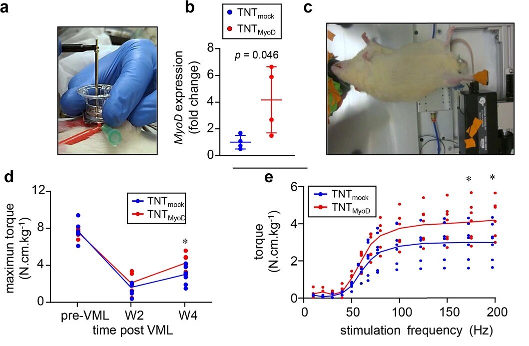    Технология восстановления мышцhttps://www.nature.com/articles/s41536-022-00259-y