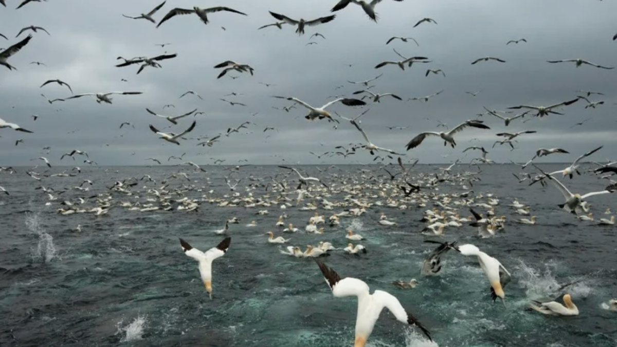    blagoveshensk.bezformata.com