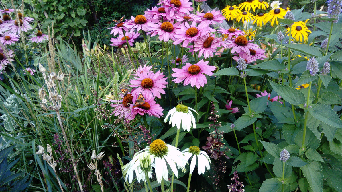 лето, эхинацеи