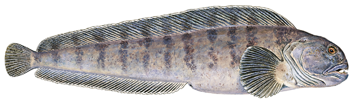 Anarhichas lupus
