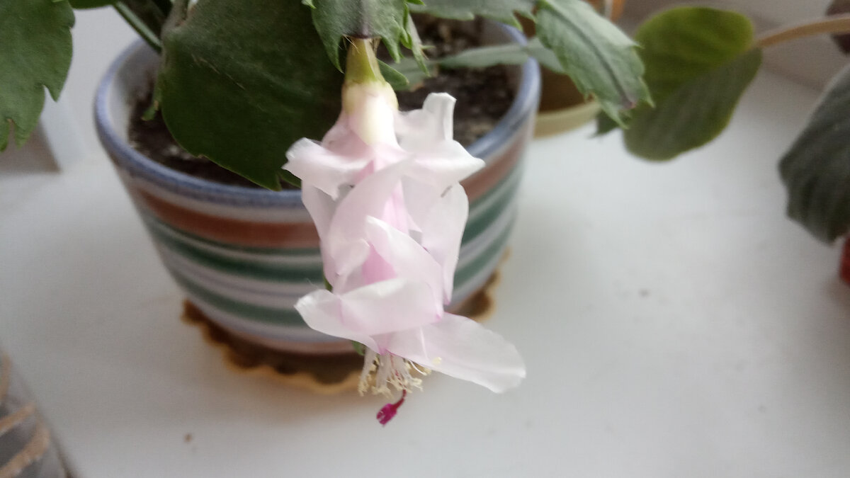 Бутон красивый, го он один