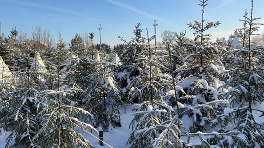 Наше детище. Благодарю Всех:) Увидемся весной 01.04.2023 года