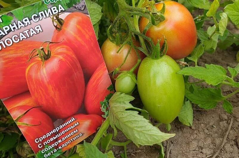 10 самых вкусных и урожайных томатов для открытого грунта