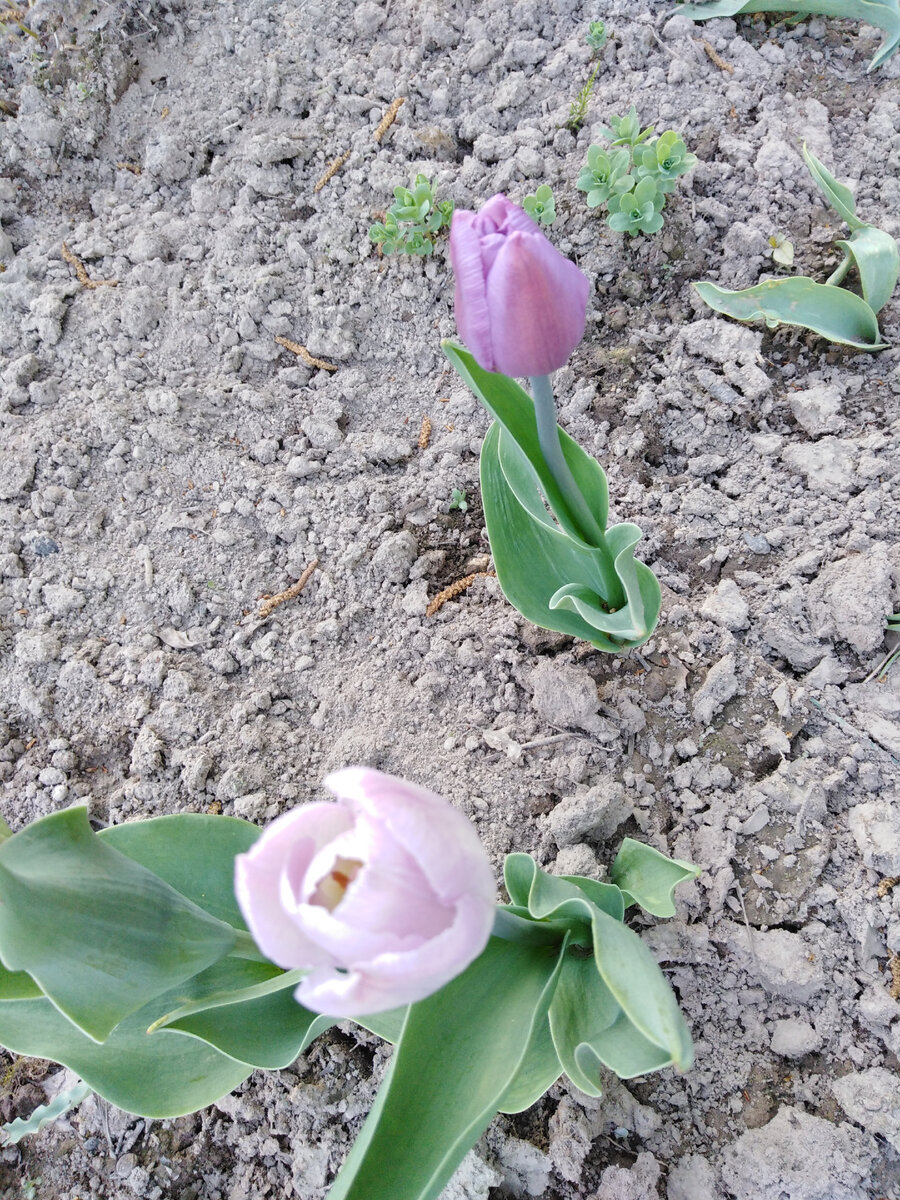 Тюльпаны Триумф микс